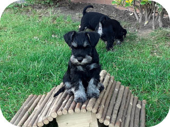 Eduard - V: Fredo Jente v.d. Oppassern - M: Agrippina zur Ottensteiner Hochebene