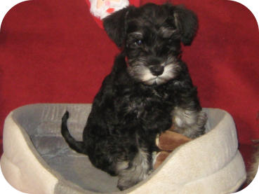 Cäthe mit 10 Wochen - V: Indigolines Diplomatic Affaiers - M: Agrippina zur Ottensteiner Hochebene