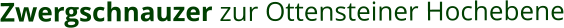 Zwergschnauzer zur Ottensteiner Hochebene